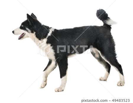 young Yakutian Laika 49483523