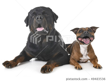 staffordshire bull terrier and rottweiler 49483536