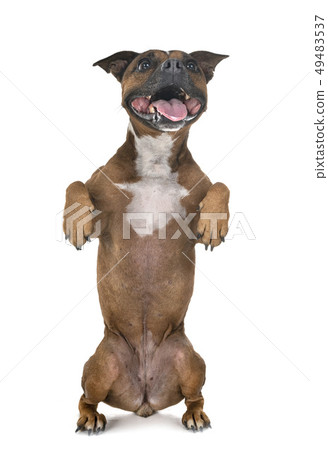 staffordshire bull terrier staffordshire bull terrier 49483537