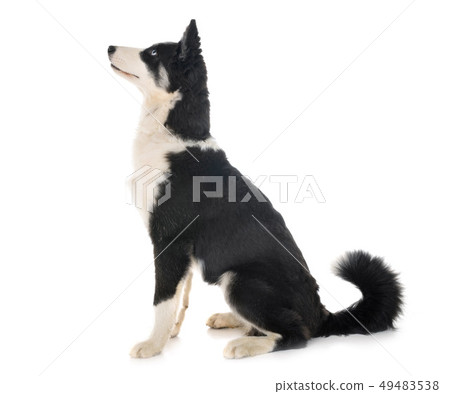 young Yakutian Laika 49483538