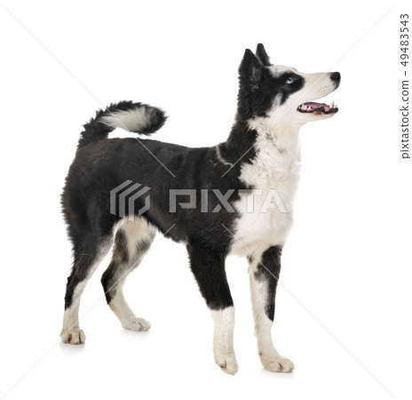 young Yakutian Laika young Yakutian Laika 49483543