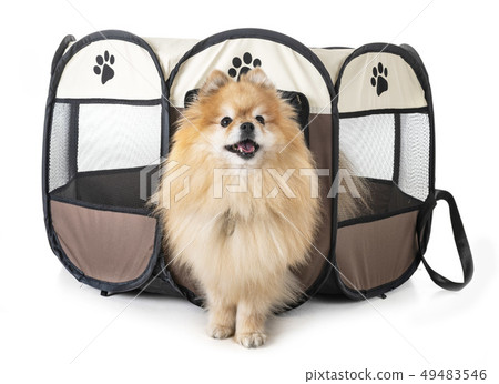 dogs in pen 49483546