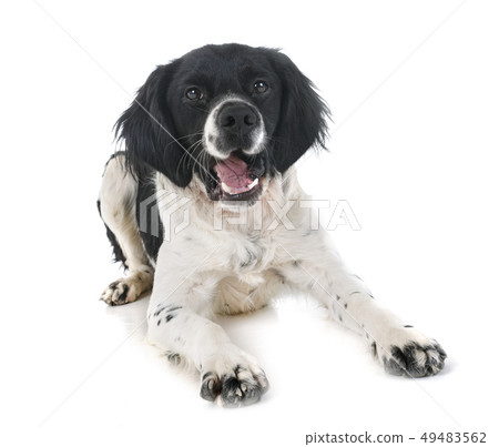 brittany dog in studio 49483562