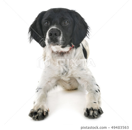 brittany dog in studio brittany dog in studio 49483563