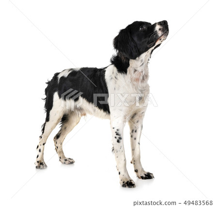 brittany dog in studio brittany dog in studio 49483568