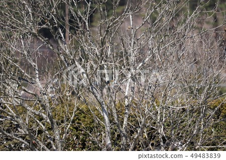 Rubiko sticking to a branch Rubiko sticking to a branch 49483839