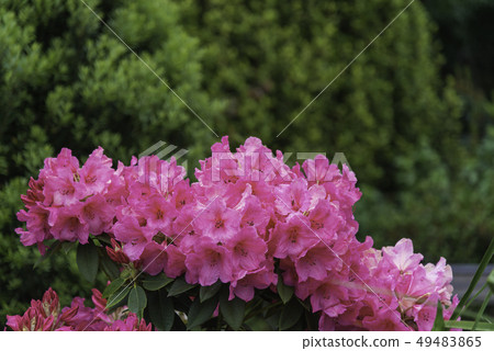 Rhododendron flowers Rhododendron flowers 49483865