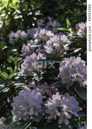 Rhododendron flowers 49483866
