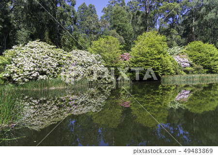 Rhododendron flowers 49483869