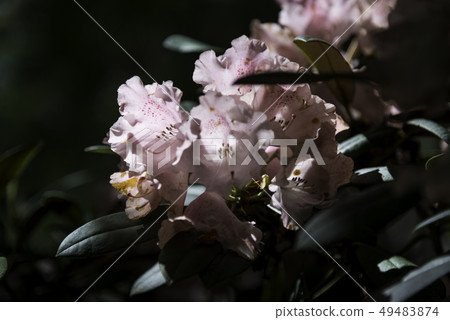 Rhododendron flowers 49483874