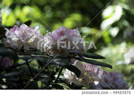 Rhododendron flowers 49483878