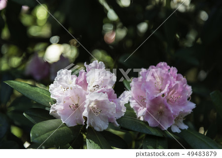 Rhododendron flowers 49483879