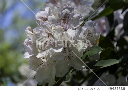 Rhododendron flowers 49483886