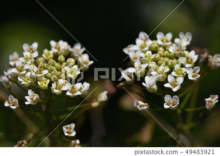 Nazna (Penpen grass) 49483921