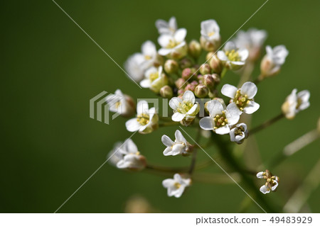 Nazna (Penpen grass) 49483929