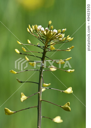 Nazna（Penpen grass） 49483930
