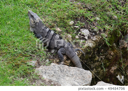 Beautiful iguana that lives in the jungle of Mexic Beautiful iguana that lives in the jungle of Mexic 49484706