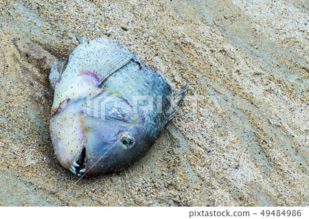 change of weather ocean change temperature death 49484986