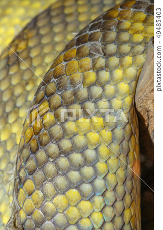 close up Moluccan Python snake skin close up Moluccan Python snake skin 49485403
