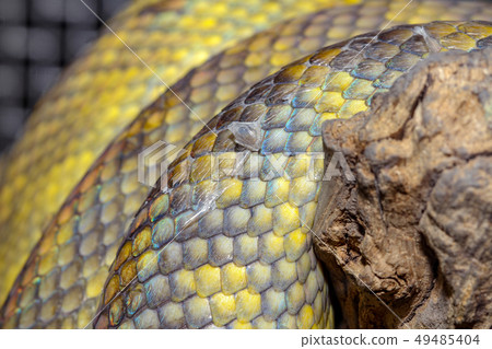 close up Moluccan Python snake skin close up Moluccan Python snake skin 49485404