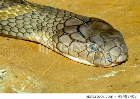 Close up head king cobra at thailand Close up head king cobra at thailand 49485408
