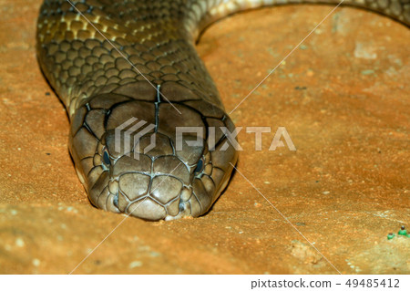 Close up big king cobra snake at thailand Stock Photo 49485412