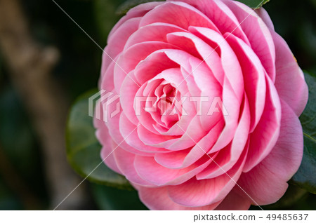 春天的花朵椿 春天的花朵椿 49485637