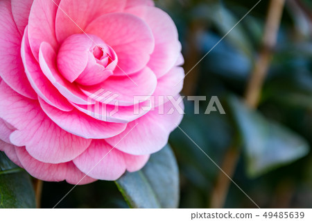 Spring flowers Tsubaki Spring flowers Tsubaki 49485639