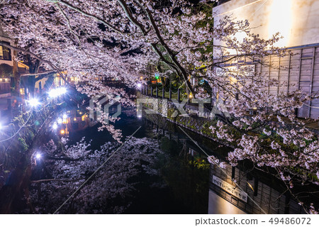 城崎溫泉的夜櫻花 49486072