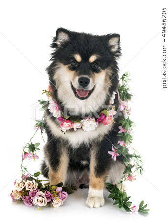 Finnish Lapphund in studio 49486205