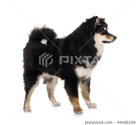 Finnish Lapphund in studio 49486206