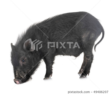 vietnamese pig in studio vietnamese pig in studio 49486207