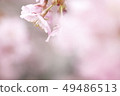 Image of cherry blossoms 49486513