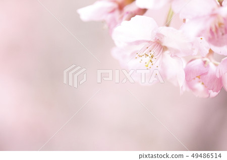 Image of cherry blossoms Image of cherry blossoms 49486514