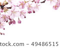 Image of cherry blossoms 49486515