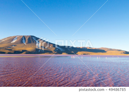 Laguna Colorada view, Bolivia 49486785