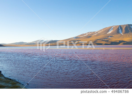 Laguna Colorada view, Bolivia 49486786