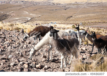 Bolivian llama breeding,Bolivia 49486807