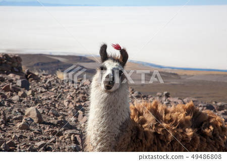 Bolivian llama breeding,Bolivia 49486808