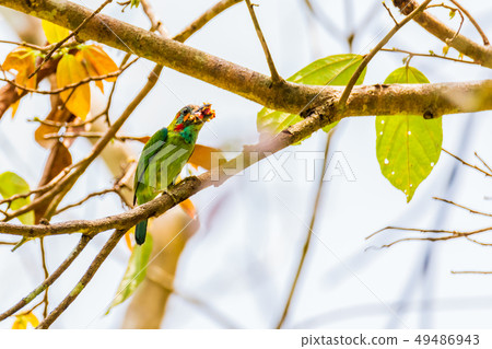 Beautiful Blue-eared barbet (Psilopogon duvaucelii 49486943