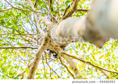 Yasudai Traditional Forest. Yasudai Traditional Forest. 49486993