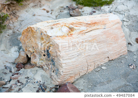 La Leona petrified forest, Patagonia, Argentina La Leona petrified forest, Patagonia, Argentina 49487084