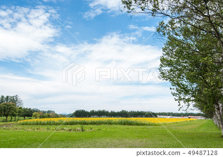 Otosu Tokachi牧場白樺Namiki 49487128