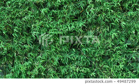 Bamboo tree green color fresh leaf for background 49487299
