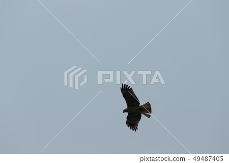 Flapping bird Flapping bird 49487405