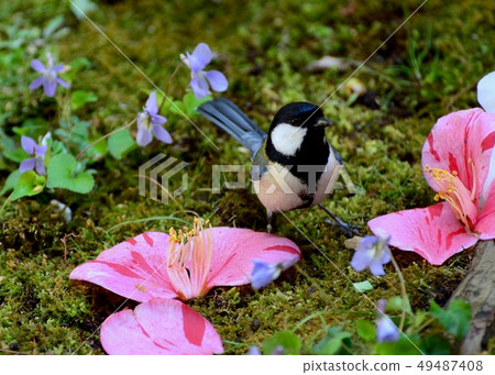 Bird watching in the garden Bird watching in the garden 49487408