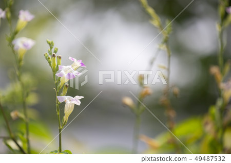 Chinese violet or Coromandel or Ganges primrose or Chinese violet or Coromandel or Ganges primrose or 49487532