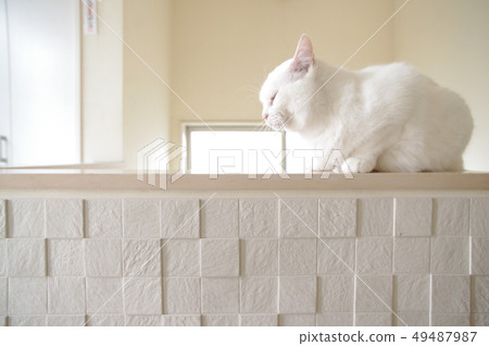 Cat and house Cat and house 49487987