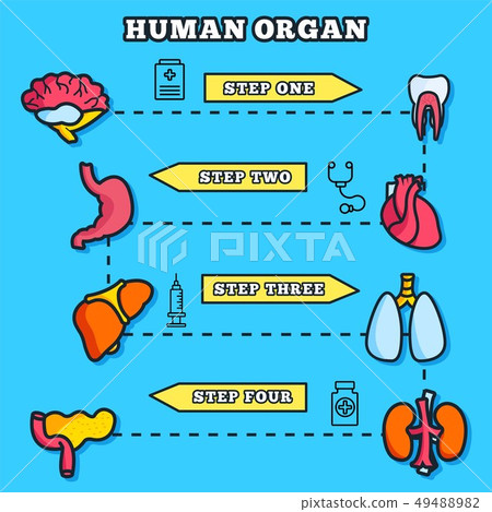 Thin lines style human organs set icons concept. Thin lines style human organs set icons concept. 49488982