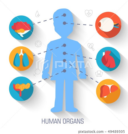 set flat human organs icons illustration. 49489305